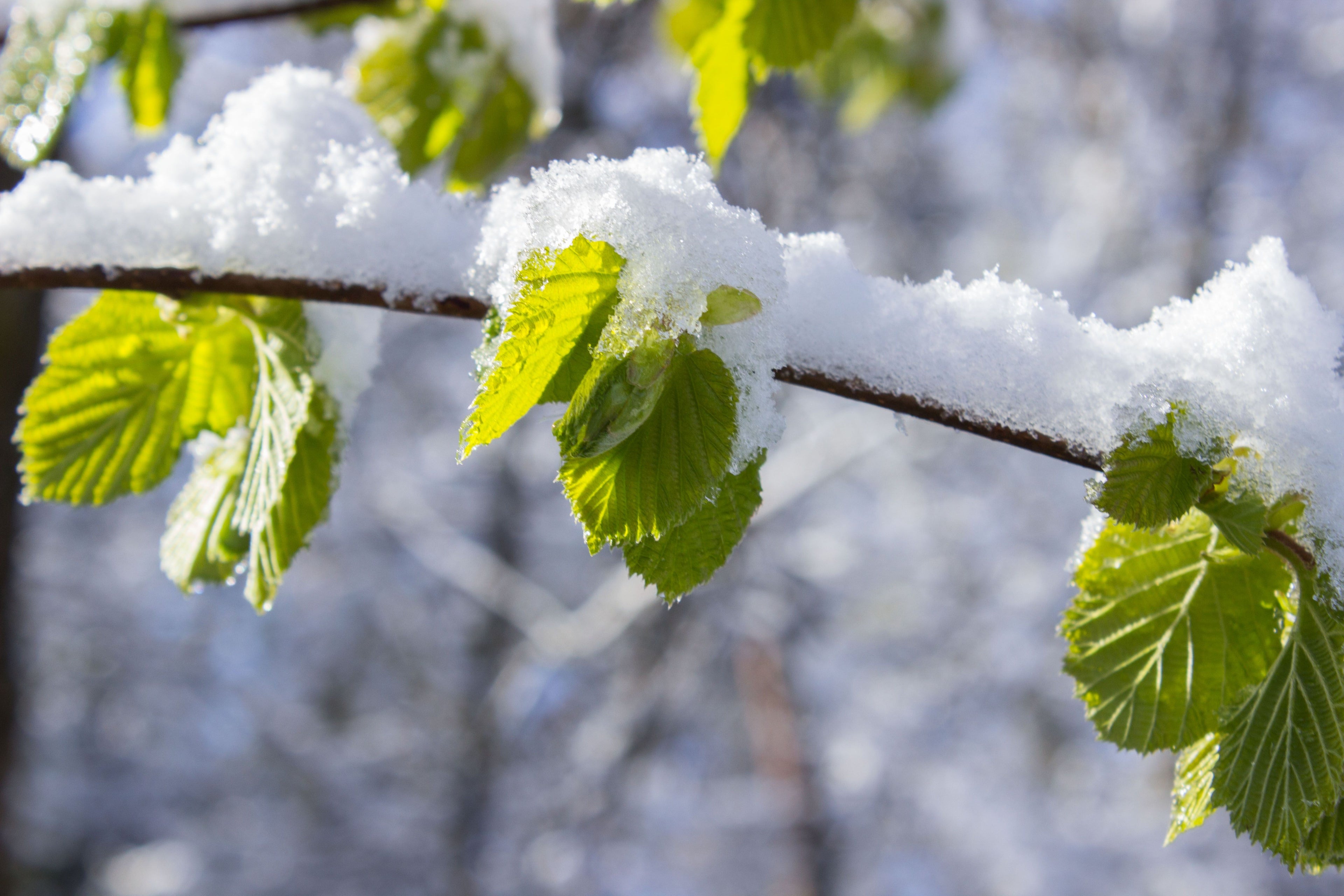 Simple Wellness Tips for the Winter-to-Spring Transition