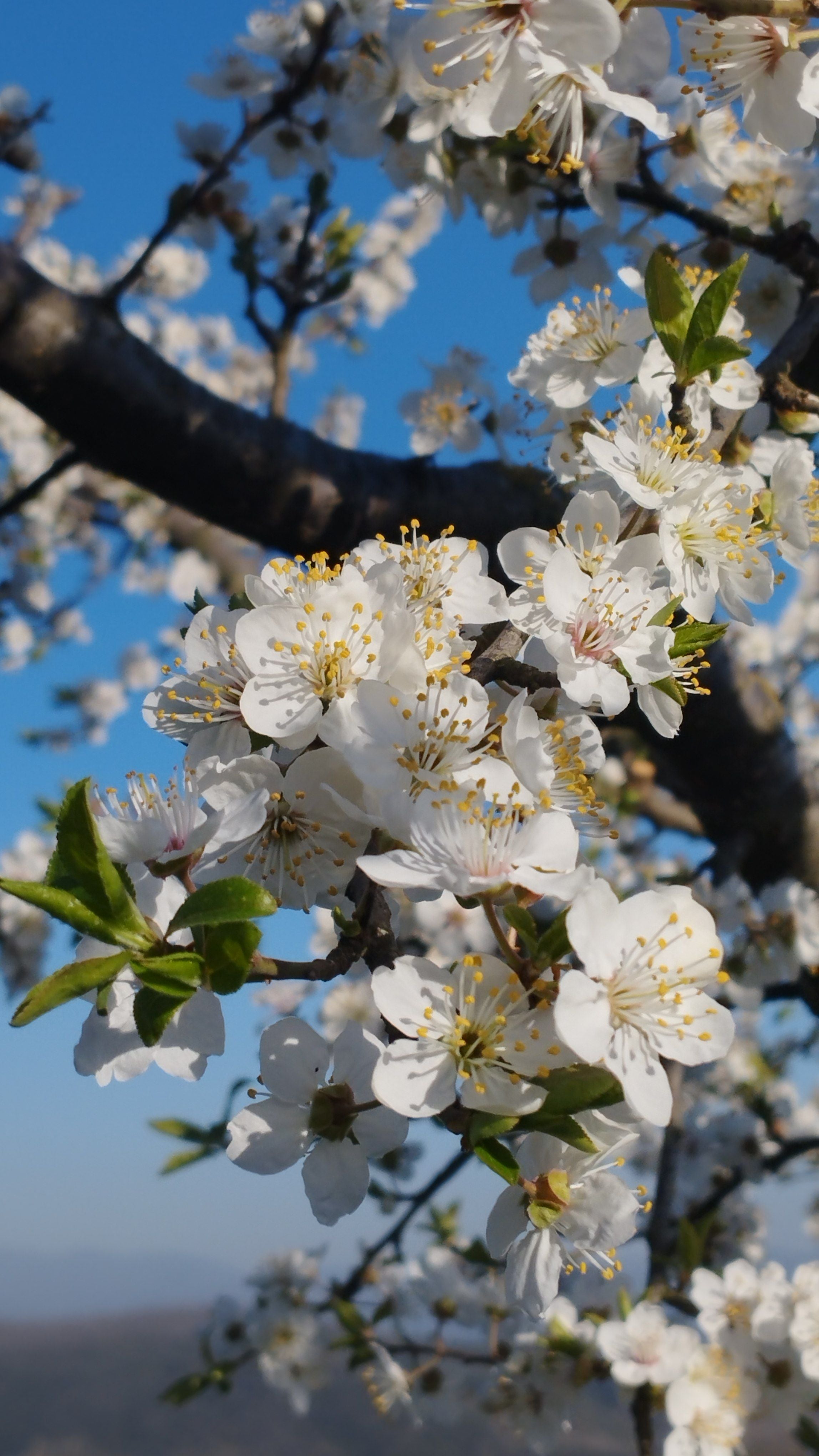 Simple Spring Wellness Tips for a Healthier Daily Routine